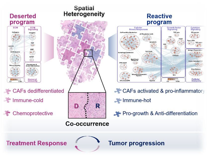 Desertiertes und reaktives Programm mit räumlicher Heterogenität und Darstellung chemoprotektiver, immun-kalter sowie pro-inflammatorischer, immun-heißer CAFs